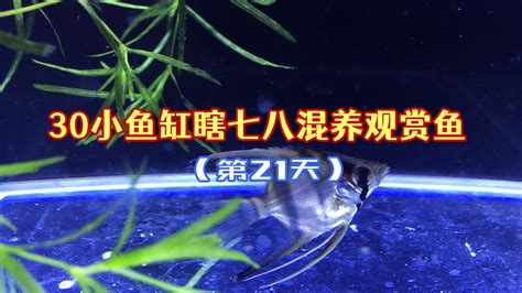 可以跟龍魚一起養的魚|觀賞魚混養 配對建議及注意 – 寵物百科